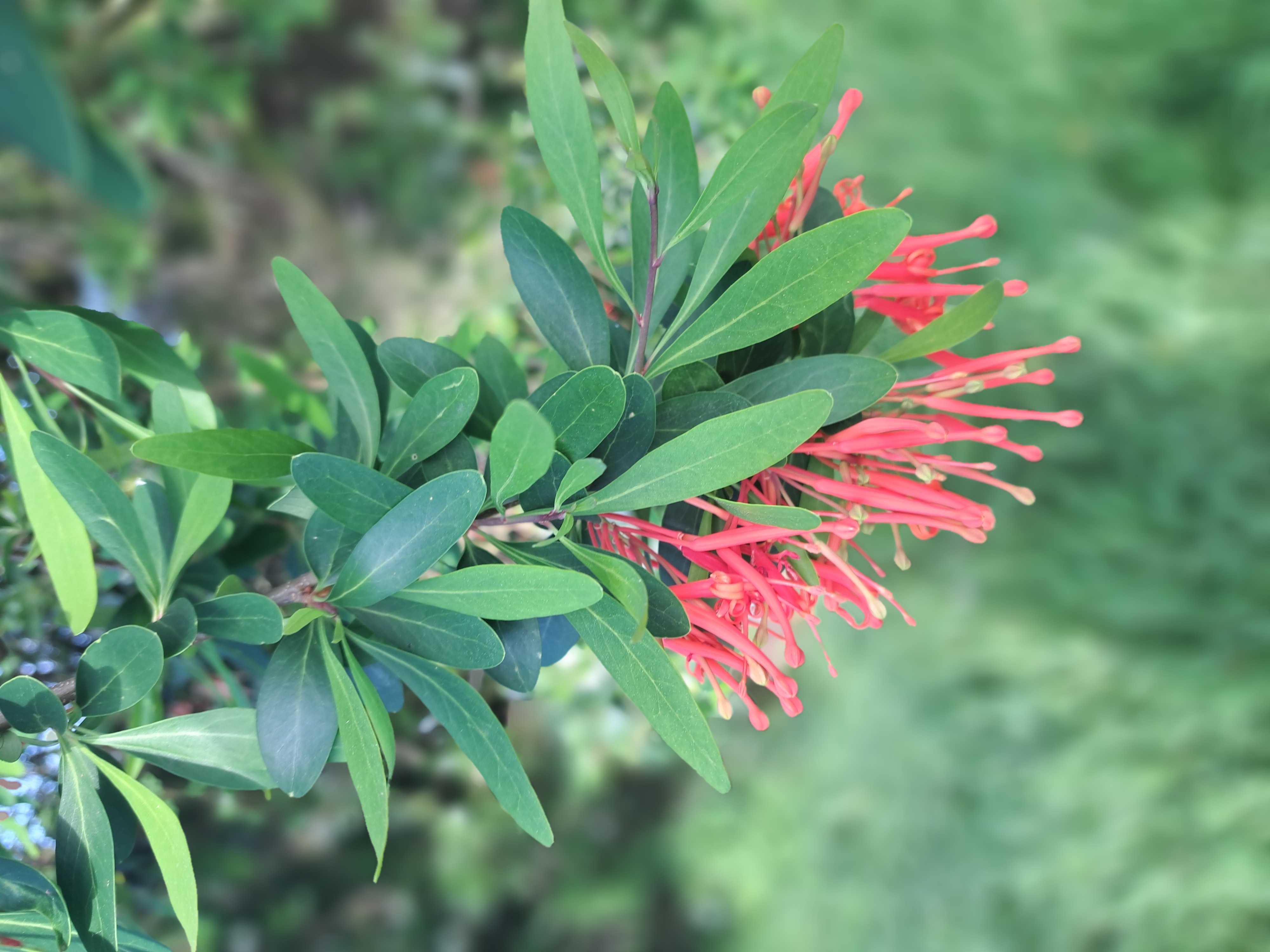 Healthy nursery plants growing in a professional garden setting